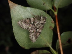 Dryobotodes intermissa