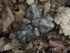 Dryobotodes intermissa