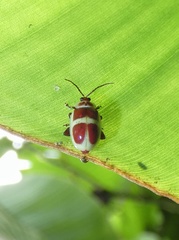 Asphaera discicollis