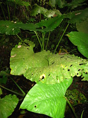Alocasia sarawakensis