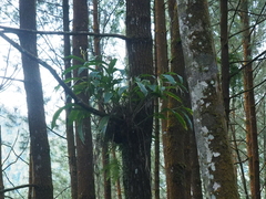 Hedychium horsfieldii
