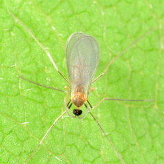 Aphidoletes