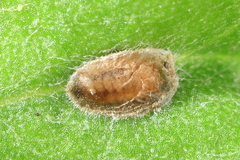 Aphidoletes