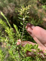 Styphelia margarodes