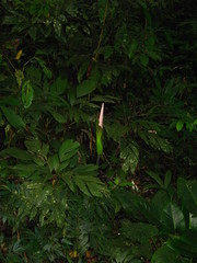 Amorphophallus hewittii