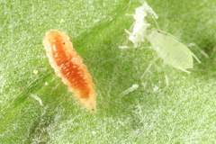 Aphidoletes