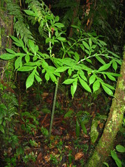 Amorphophallus hewittii