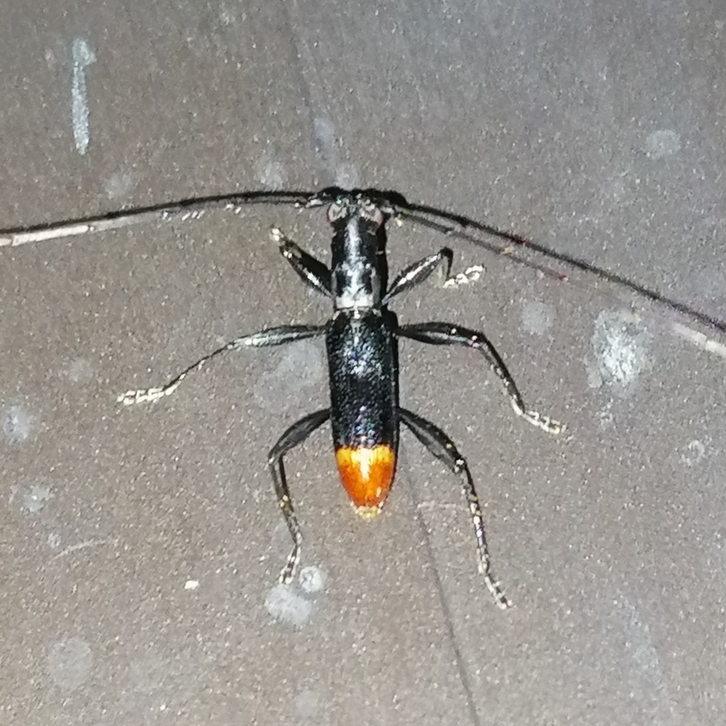 Tropidion pusillum