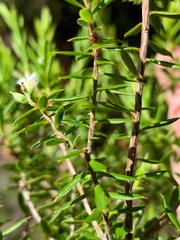 Styphelia margarodes