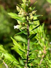 Styphelia margarodes
