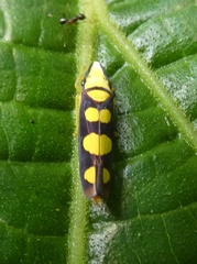 Platygonia spatulata