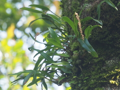 Coelogyninae