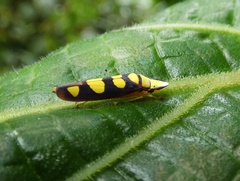 Platygonia spatulata