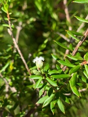 Styphelia margarodes