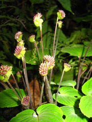 Epithema sarawakense