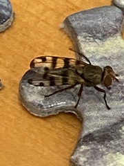Ceroxys