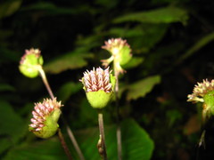 Epithema sarawakense