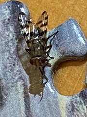 Ceroxys