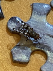 Ceroxys