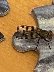 Ceroxys