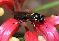 Amphylaeus morosus