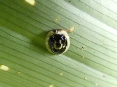 Aslamidium semicirculare