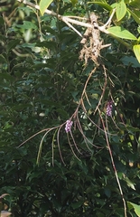 Schoenorchis juncifolia