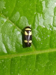Zuata obrienorum