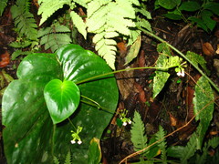 Monophyllaea