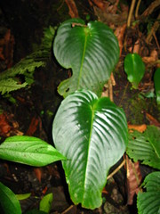 Monophyllaea