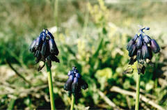 Muscari commutatum