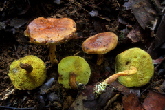 Xerocomus potaroensis