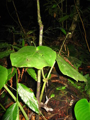 Monophyllaea