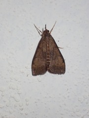 Uresiphita maorialis