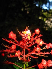 Clerodendrum paniculatum