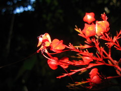 Clerodendrum paniculatum