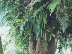 Haplopteris elongata