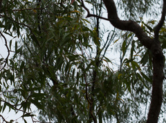 Corymbia erythrophloia