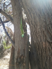 Phelsuma kochi
