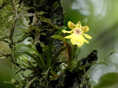 Erycina