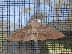 Antictenia punctunculus