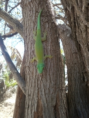Phelsuma kochi