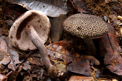 Tylopilus rufonigricans