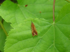 Dichomeris ustalella