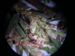 Polygonum aviculare depressum