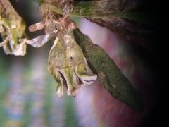 Polygonum aviculare depressum