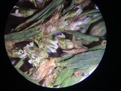 Polygonum aviculare depressum