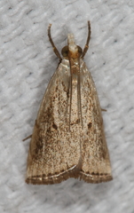 Argyria gonogramma