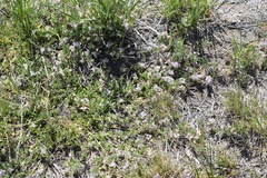 Astragalus lemmonii