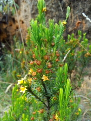 Hypericum juniperinum